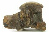 Huge Fossil Mosasaur (Tylosaurus) Vertebra - Texas #377824-7